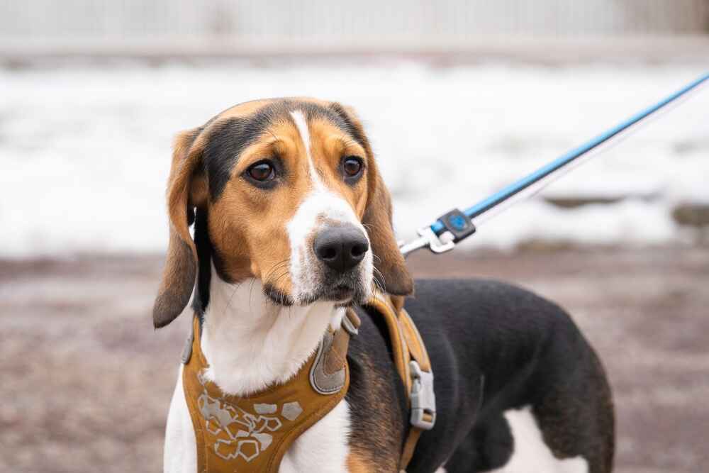 Наличие нагрузок влияет на то, сколько живет эстонская гончая