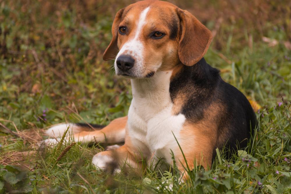 Чем отличается нрав эстонской гончей от бигля?