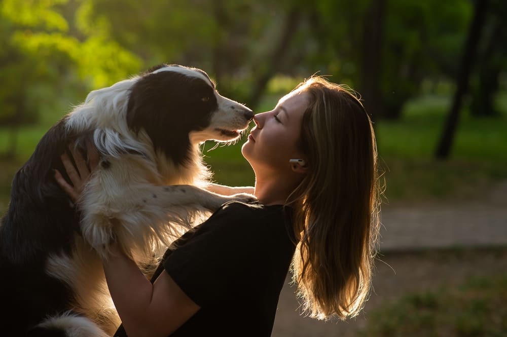 Вес бордер-колли набирает до определенного возраста