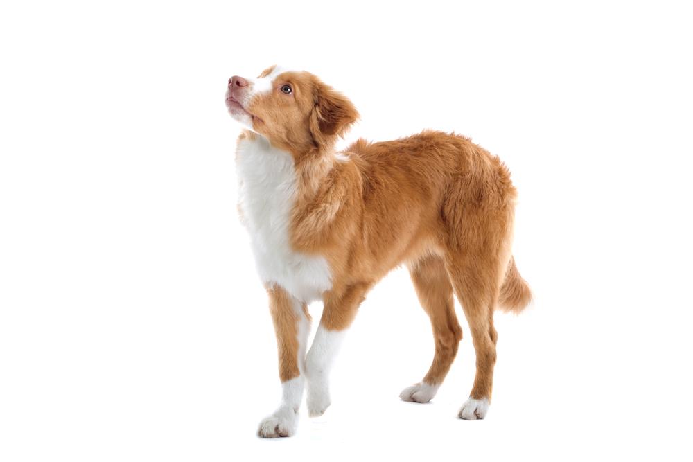 Внешность новошотландского ретривера