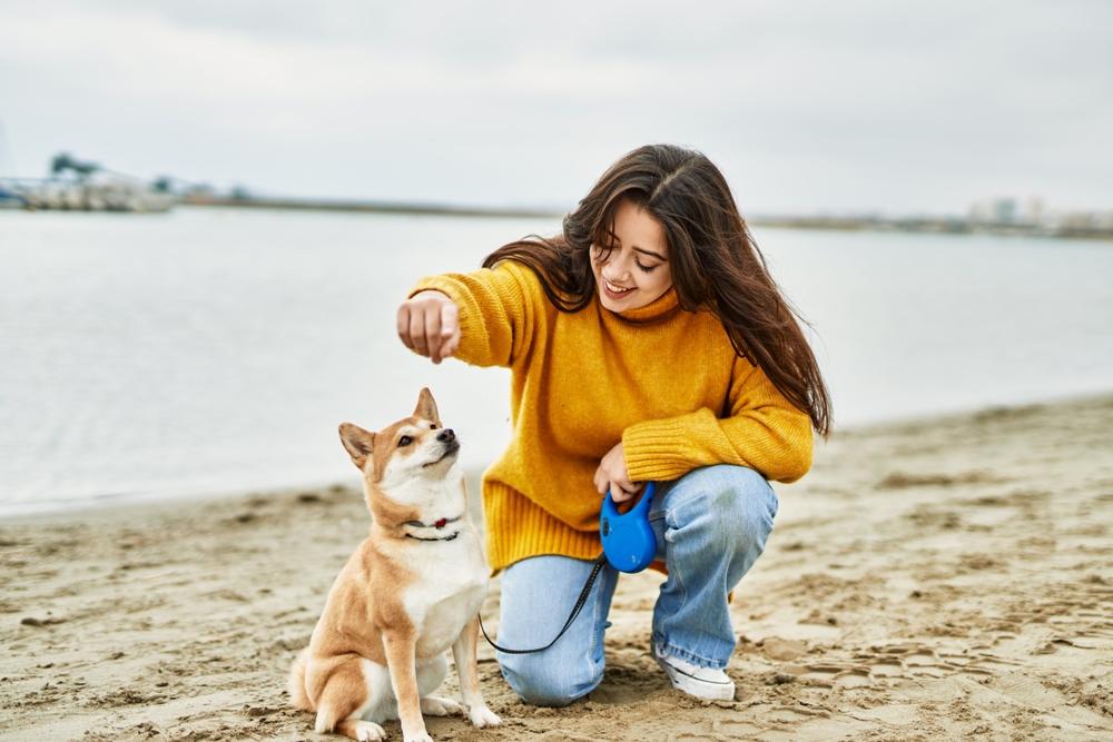 Особенности характера и поведения сиба-ину Особенности характера и поведения сиба-ину