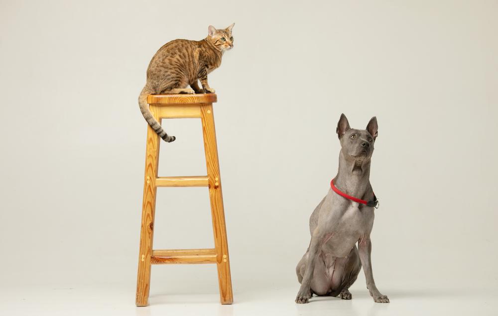 Темперамент серенгети