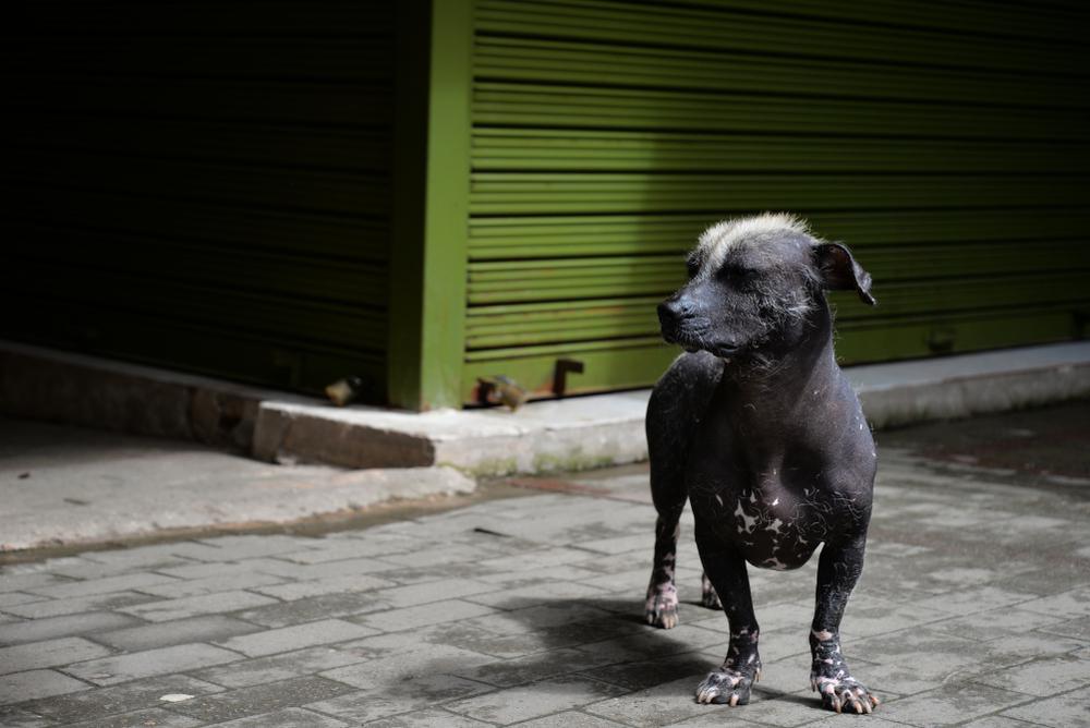 Возможные заболевания перуанской голой собаки