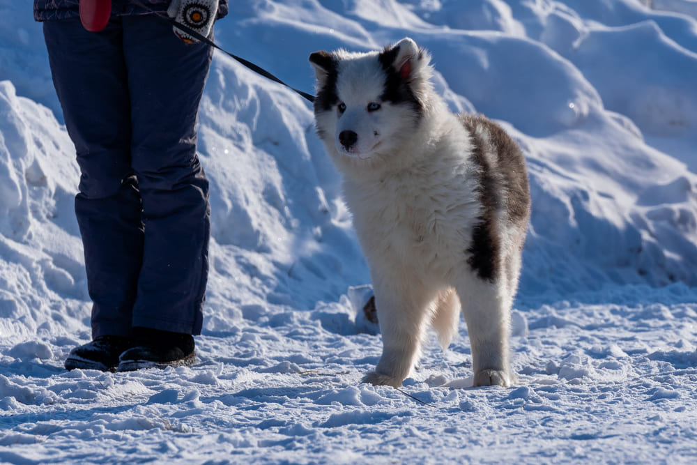 Приобретать якутскую лайку лучше у проверенного заводчика