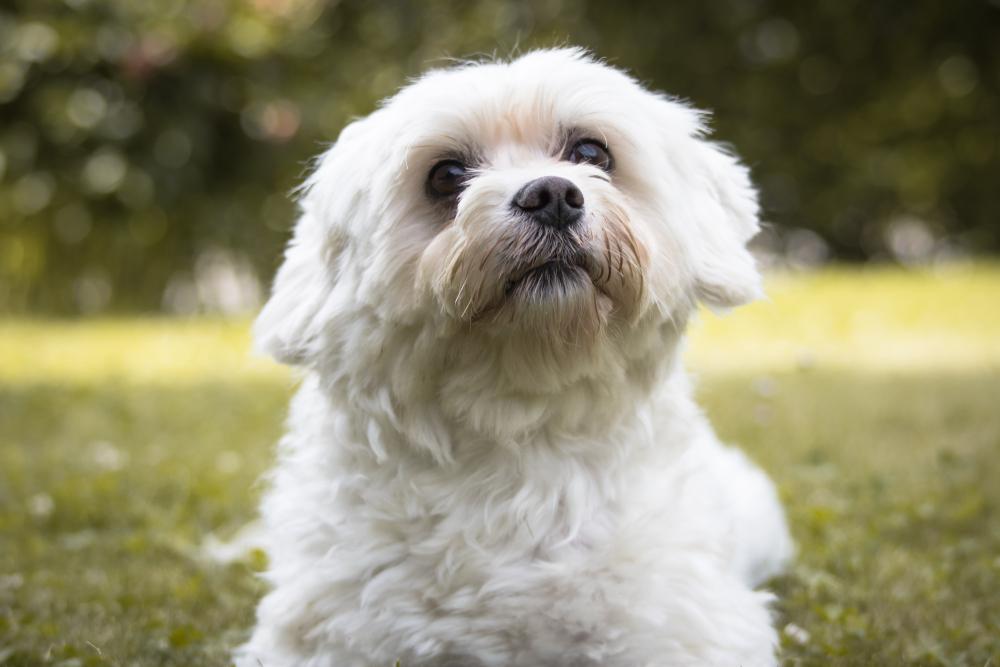 Общие потребности в питании мальтезе Общие потребности в питании мальтезе
