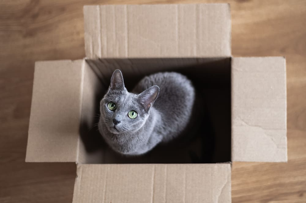 Вес русской голубой кошки может быть чрезмерным