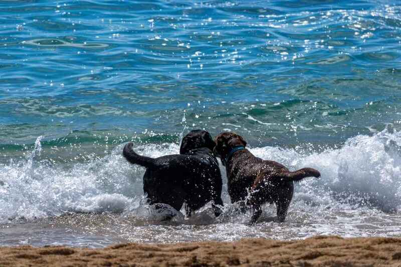 Какова история лабрадоров?