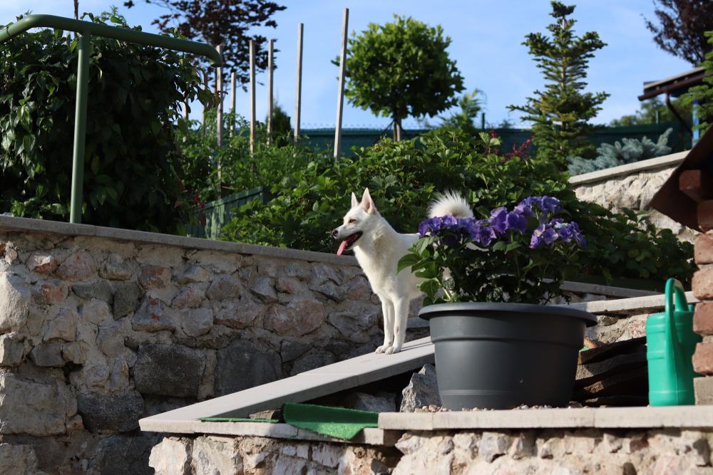 стоимость содержания норвежского бухунда