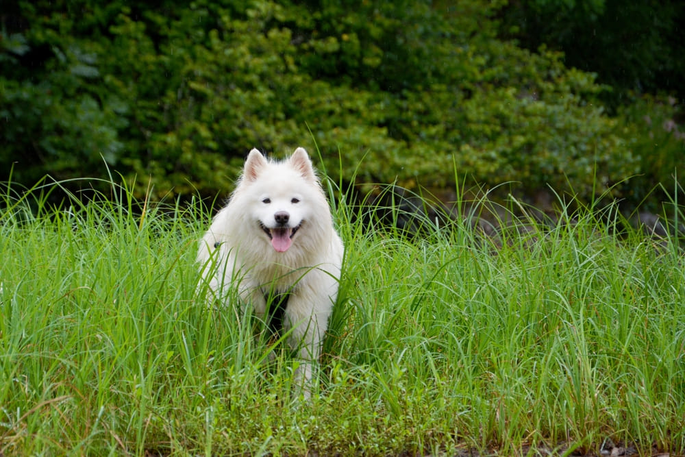 Приобретать самоедскую собаку лучше в питомнике