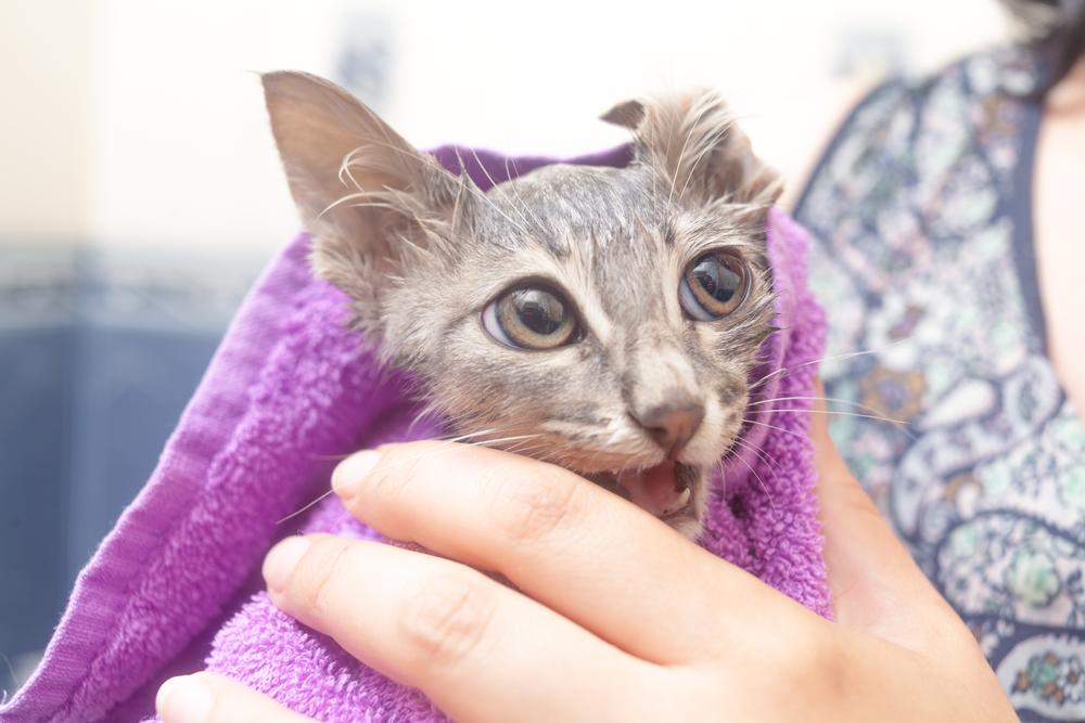 Как купать котенка первый раз