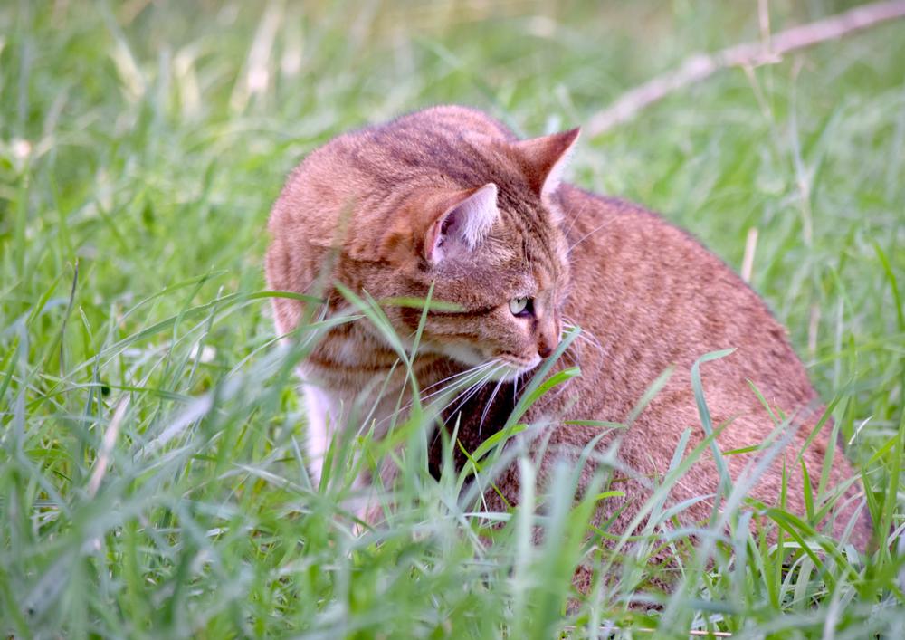 шерсть и окрас пиксибоба