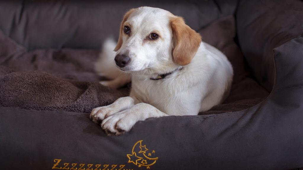 От чего зависит продолжительность сна собаки? От чего зависит продолжительность сна собаки?