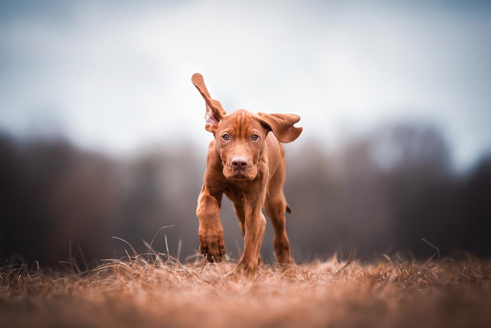 Как справиться с активным щенком или собакой Как справиться с активным щенком или собакой