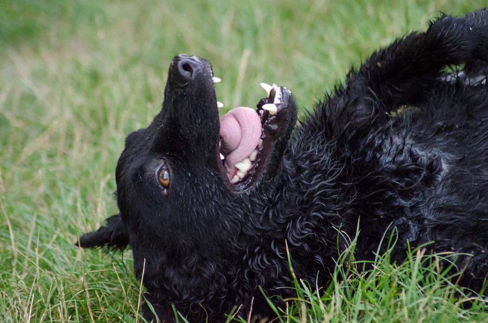 Возможные заболевания хорватской овчарки