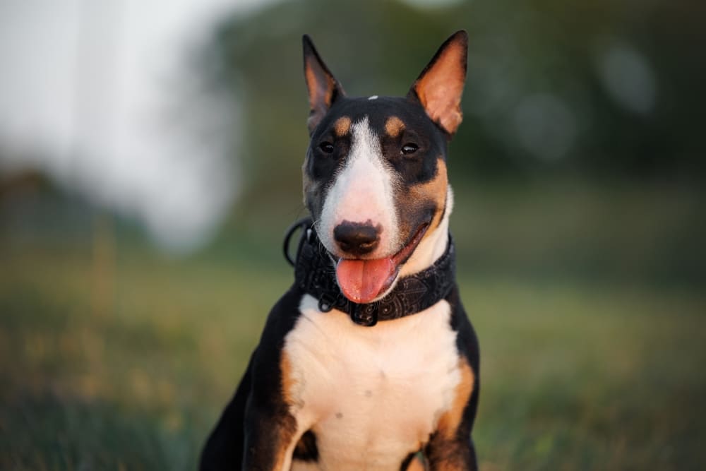 Вес бультерьера растет по месяцам