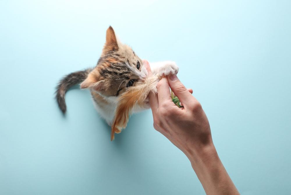 Интерактивные игрушки для котенка Интерактивные игрушки для котенка