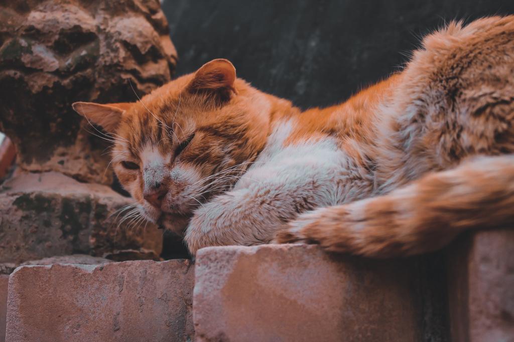 корона у кошек что это такое. Смотреть фото корона у кошек что это такое. Смотреть картинку корона у кошек что это такое. Картинка про корона у кошек что это такое. Фото корона у кошек что это такое