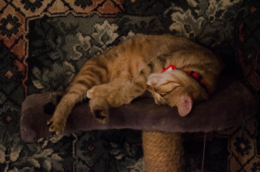 Содержание аравийского мау