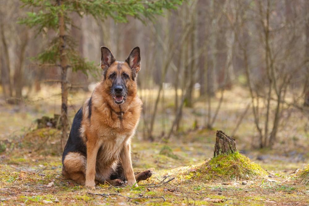Как выглядит немецкая овчарка рабочего разведения?