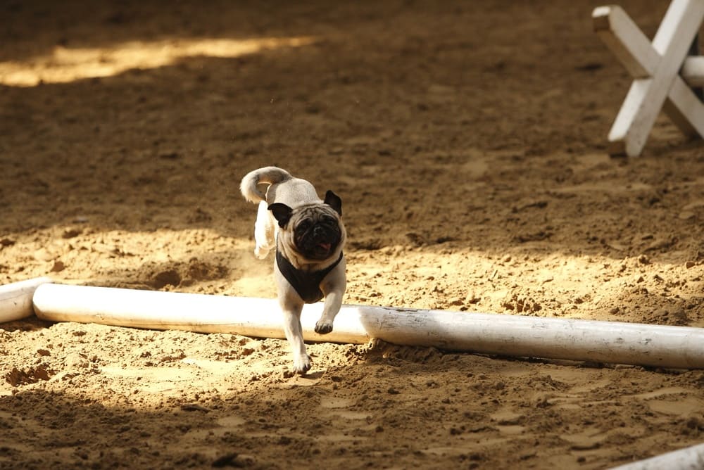 Кормление влияет на то, сколько проживет мопс