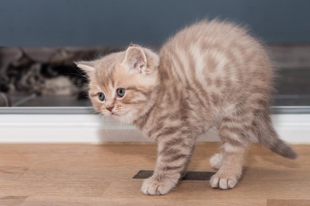 Почему у котенка дергается спина Почему у котенка дергается спина