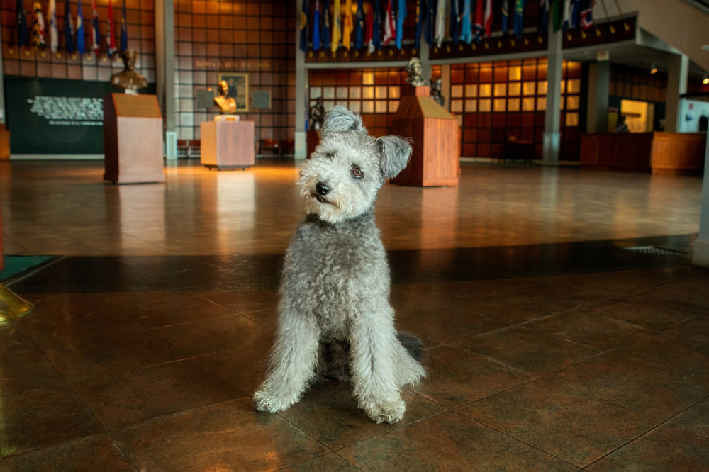 Приобретать пуми лучше у проверенного заводчика