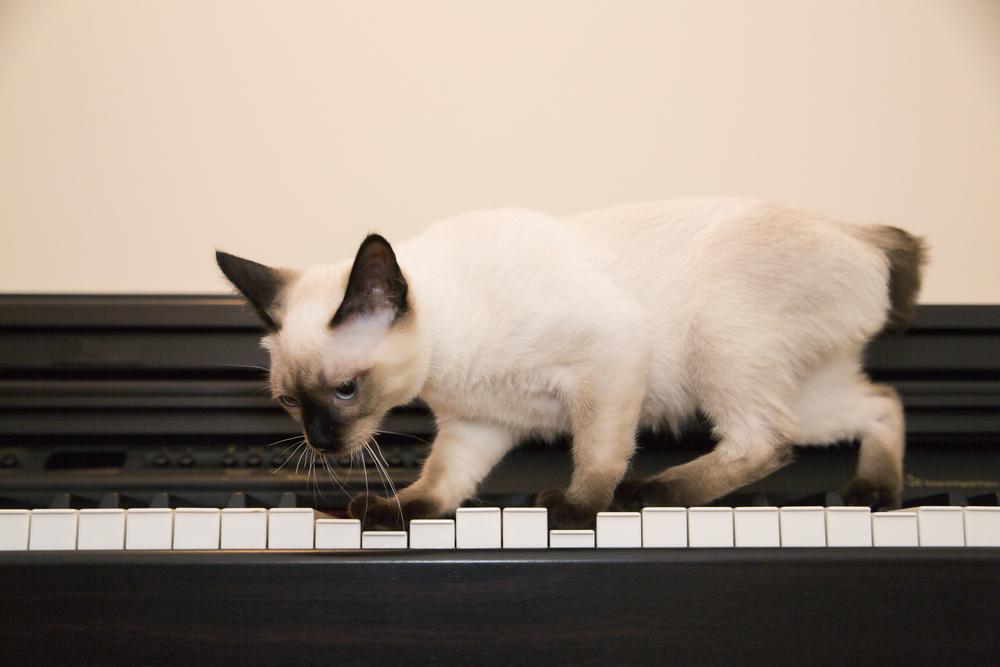 Период восстановления после атаксии у котов