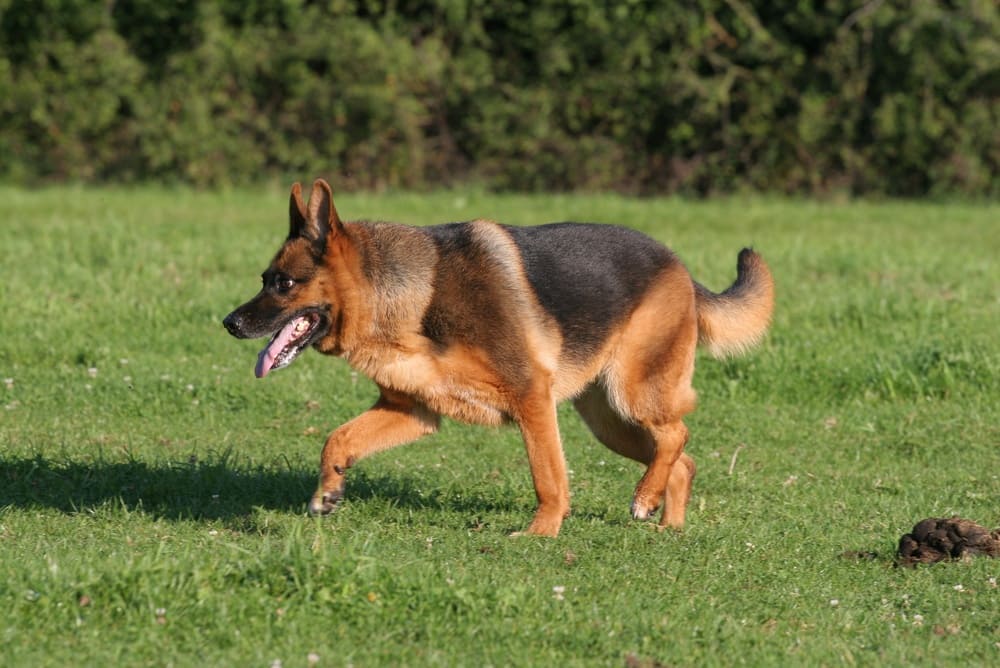 Гигиена влияет на то, сколько проживет немецкая овчарка