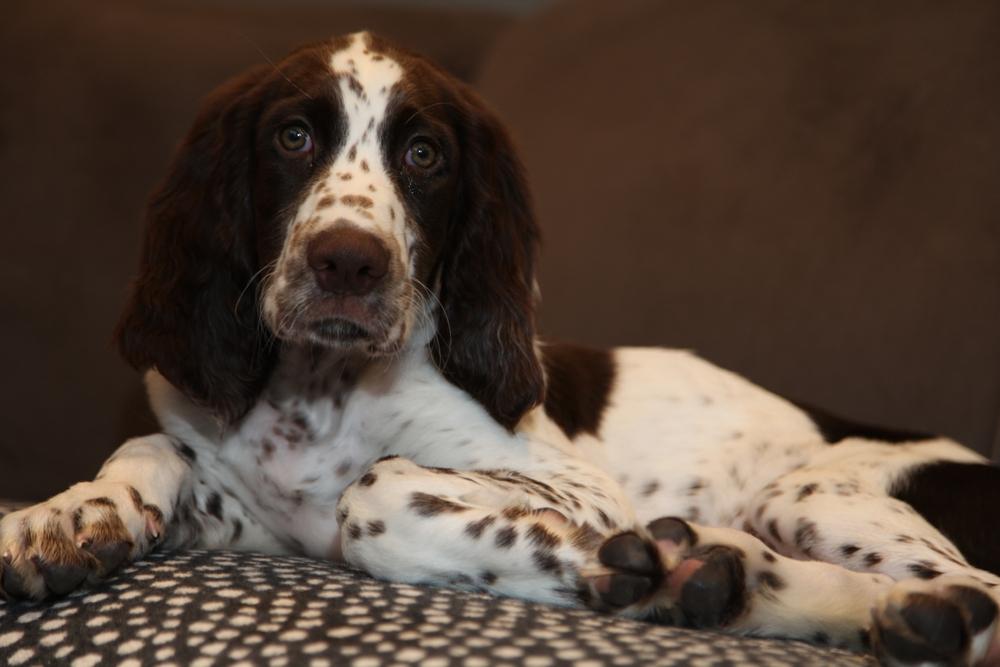 Здоровье и болезни французского эпаньоля