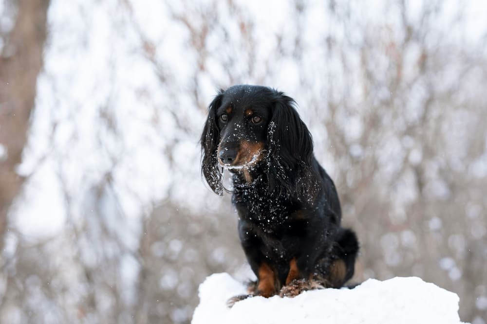 Так выглядит собака такса