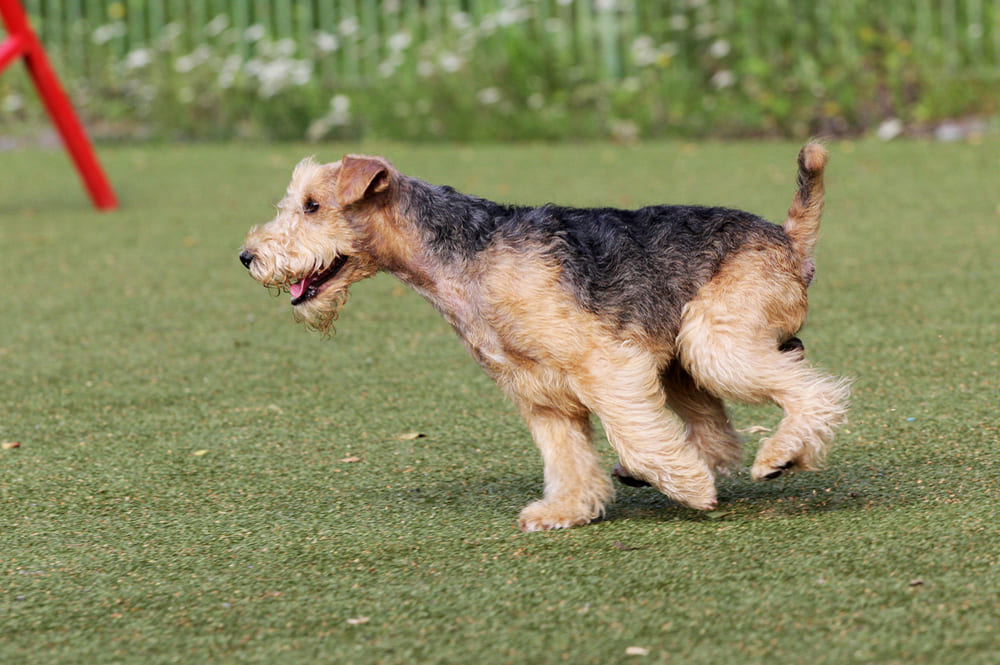 Лейкленд-терьер на аджилити