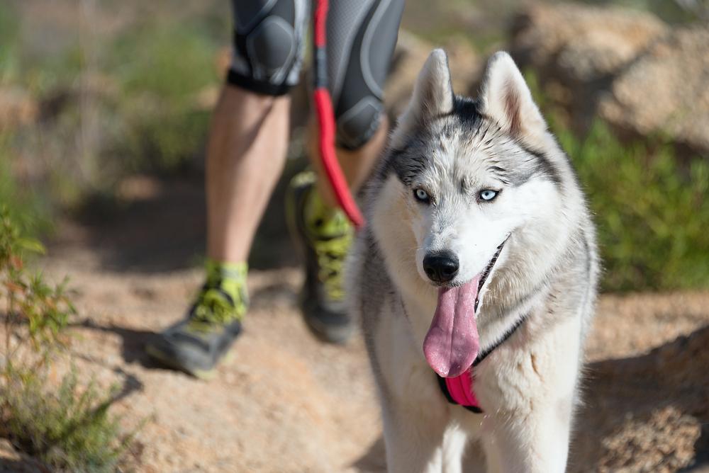Как бегать с собакой Как бегать с собакой