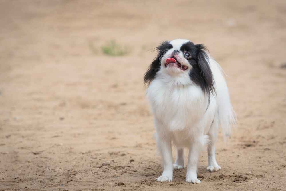 Рацион влияет на то, сколько живет японский хин