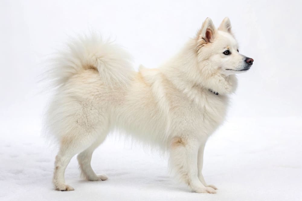 Важно контролировать, сколько весит японский шпиц по мере роста