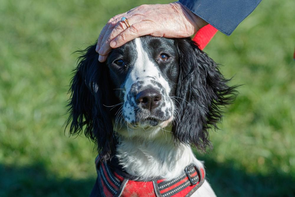 причины цирроза печени у собак