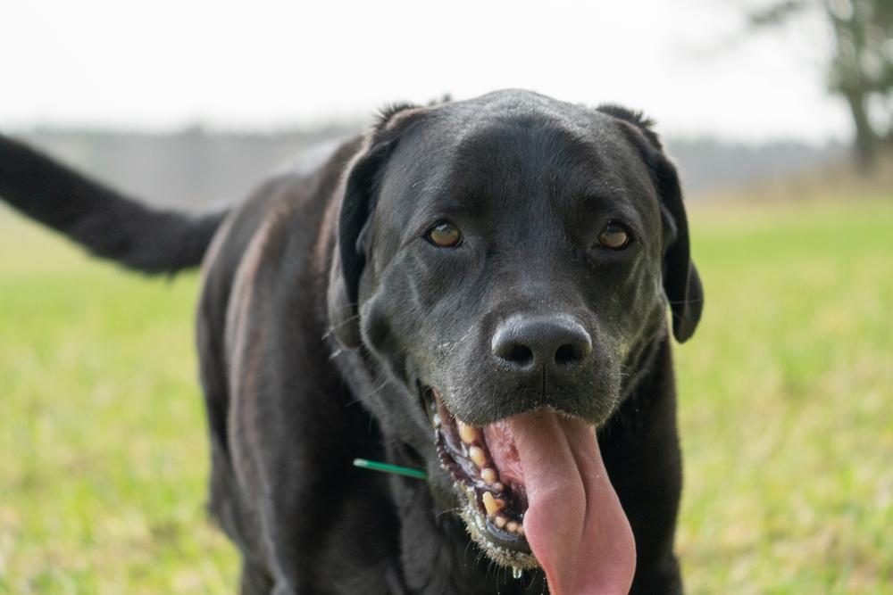 Виды лабрадоров по линиям разведения: американского типа Виды лабрадоров по линиям разведения: американского типа