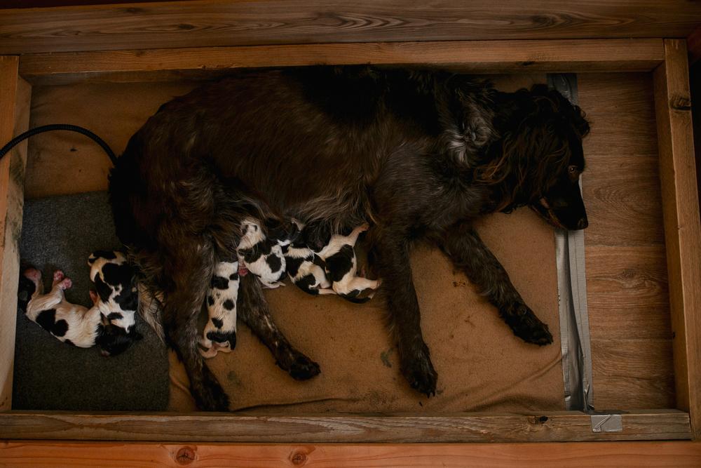 разведение немецкого вахтельхунда