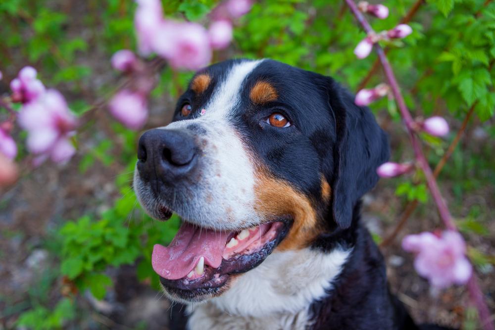 Уход за большим швейцарским зенненхундом