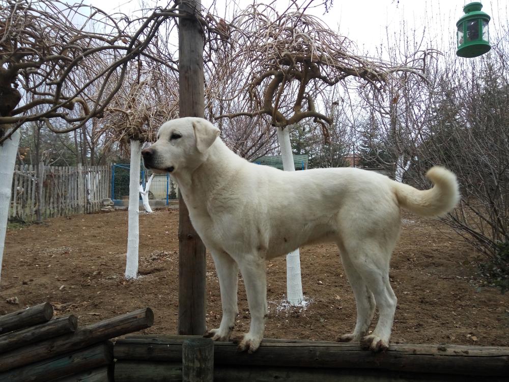 Внешность турецкого акбаша