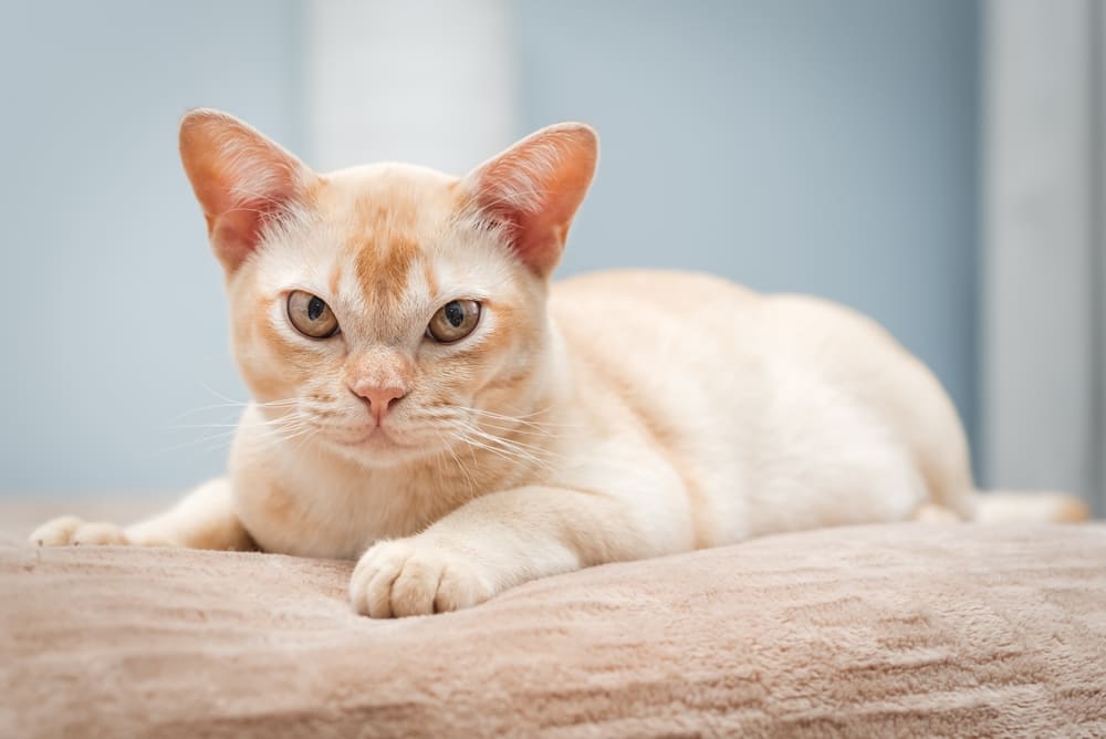 У бурманских кошек встречаются болезни почек