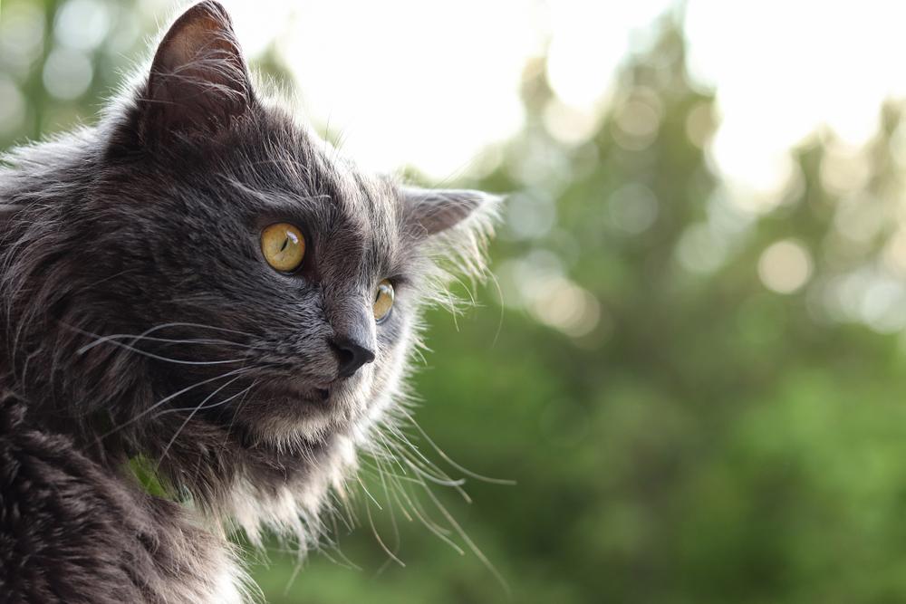 Ключевые факты о нибелунге