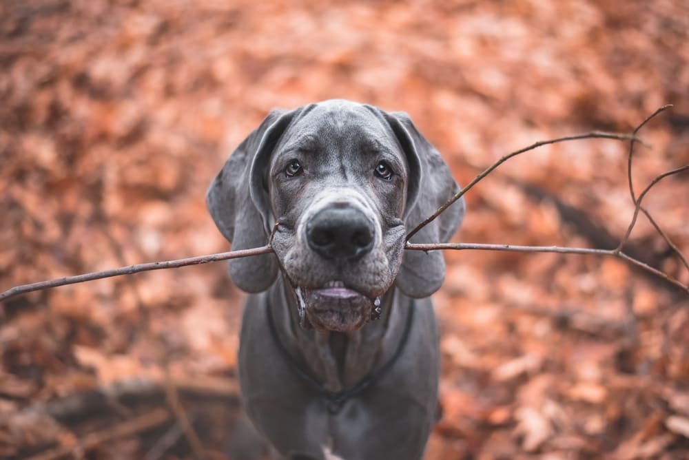 Немецкие доги обладают отличной памятью