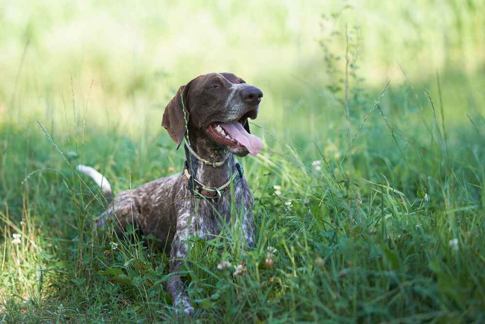 Курцхаар на прогулке