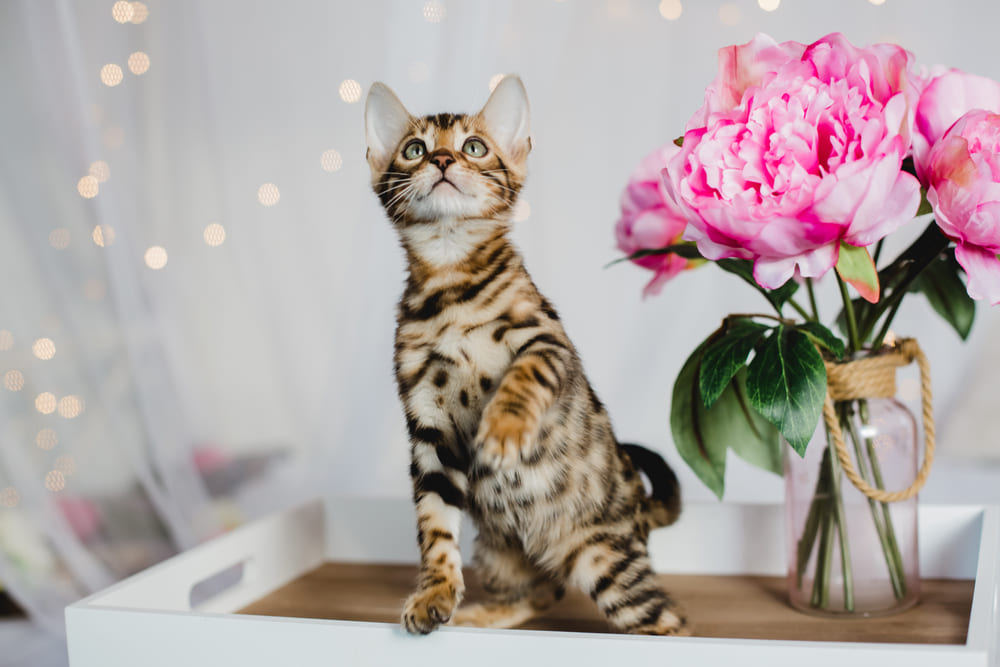 Человеку важно знать, сколько длится беременность у бенгальской кошки