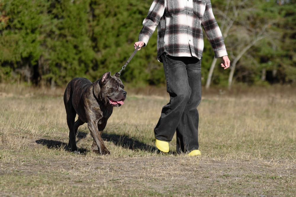 У кане-корсо может диагностироваться такая болезнь, как заворот желудка