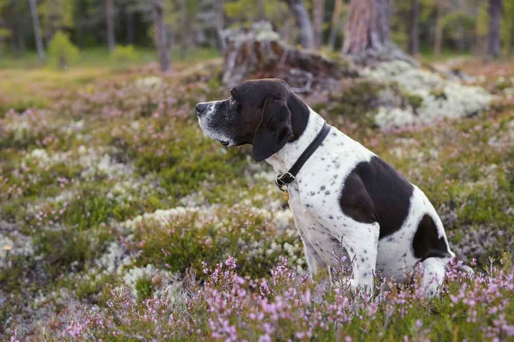 В чем отличие пойнтера?