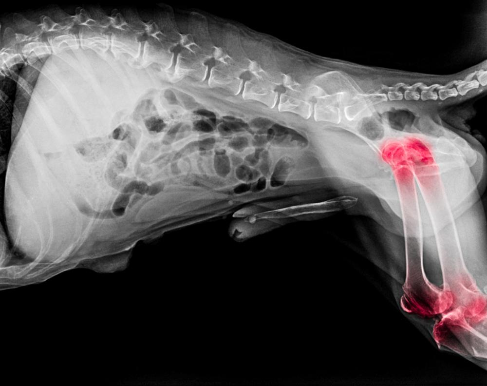 Артрит тазобедренного сустава у собаки