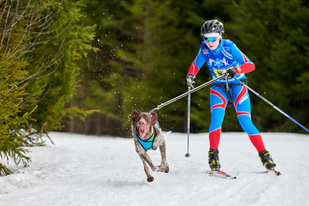 Необходимые команды для скиджоринга на собаках