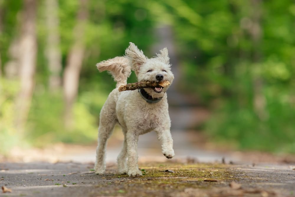Пуми нуждаются в правильном питании