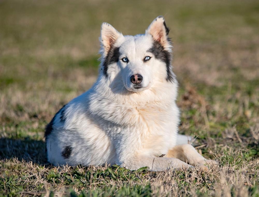 Собаки российских монархов: лайка Собаки российских монархов: лайка